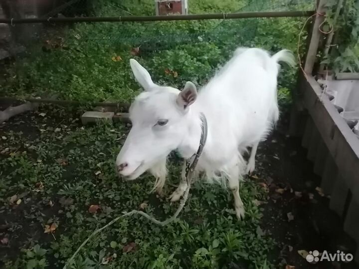 Коза дойная