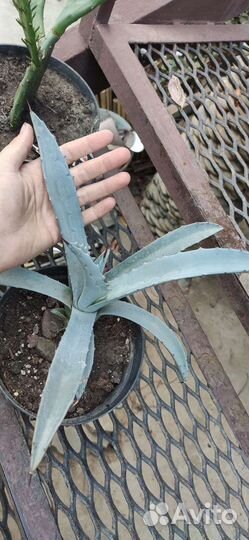 Агава голубая