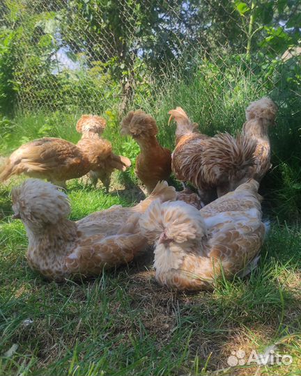 Молодняк породных кур