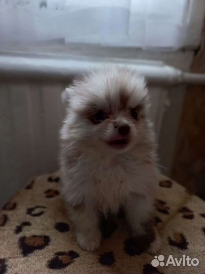 Померанский шпиц