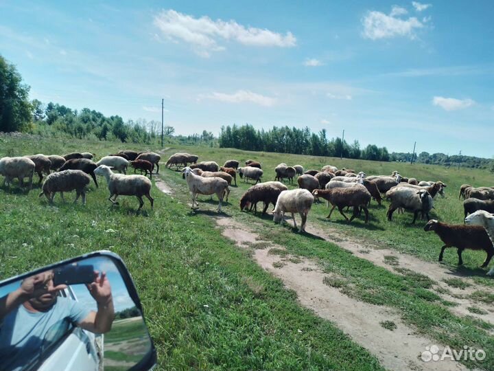 Курдючные бараны овцы