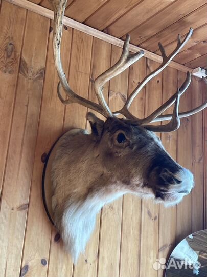 Голова оленя