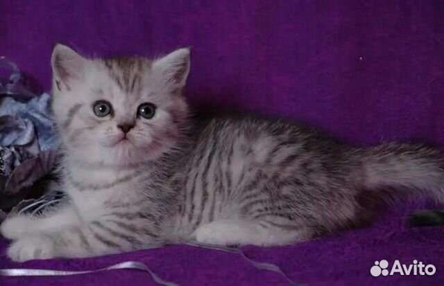 Британские котята