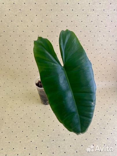 Филодендроны