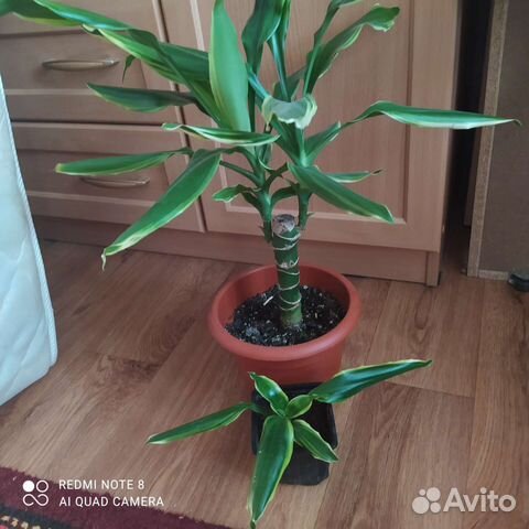 Китайская роза, дифенбахия