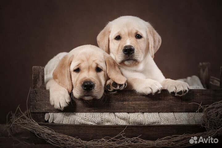 Щенки лабрадора