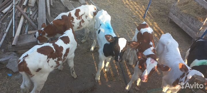 Бычки и телята