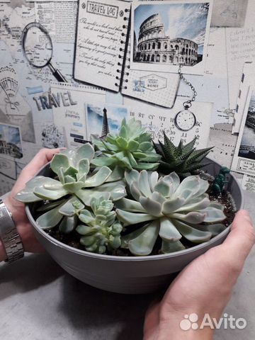 Флорариум суккуленты