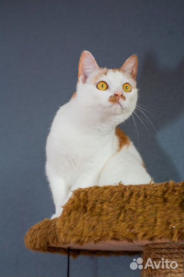 Кошка белая рыжая в добрые руки бесплатно