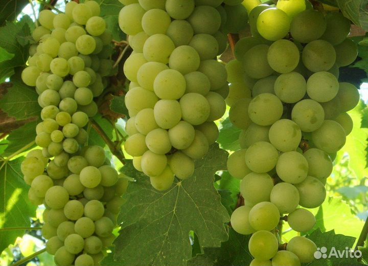 Саженцы винограда