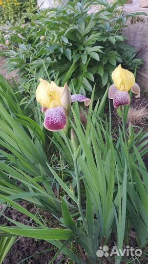 Ирисы карликовые