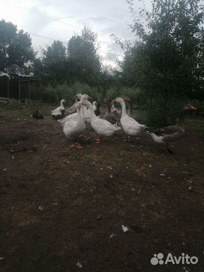 Козёл 7 месяцев ждёт козочек на свидание, порода