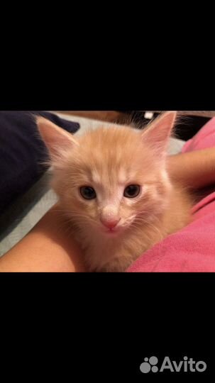 Кошка в дар