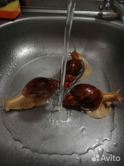 Улитки ахатины