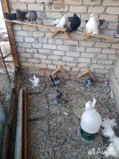 Голуби статные