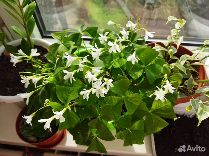 Кислица (оксалис)