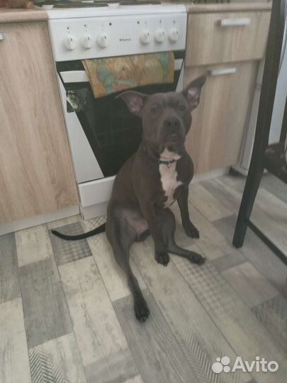 Собака питбуль