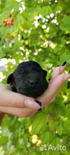 Щенки лабрадора подарок,лучший друг