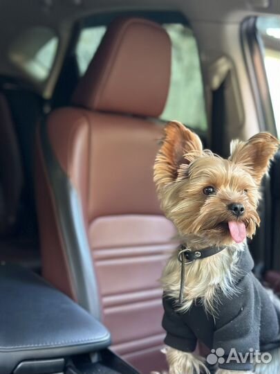 Случка собаки