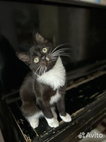Котенок
