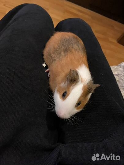 Морская свинка + 2 Клетки + переноска и сено