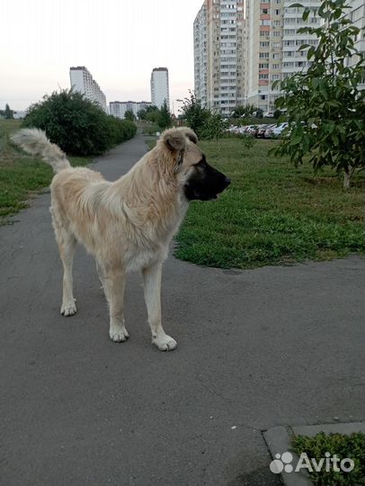 Собака ищет дом