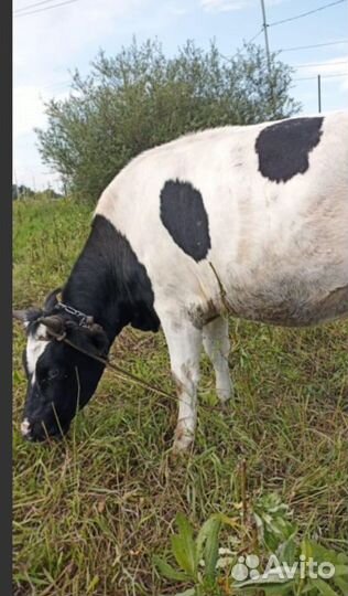 Корова нетель