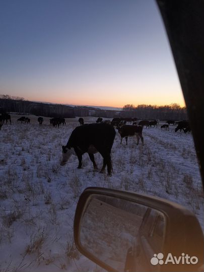 Корова бык телята овцы