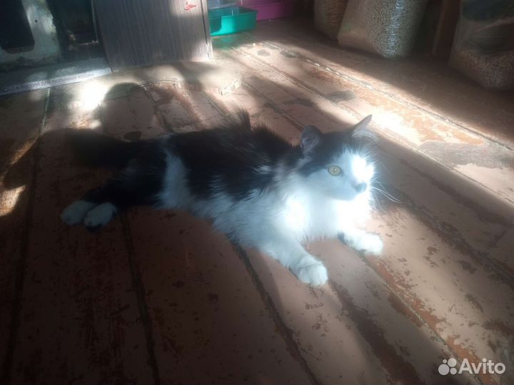 Котик в добрые руки