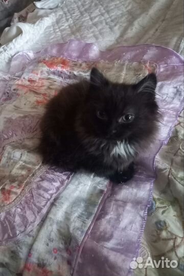 Котёнка в добрые руки