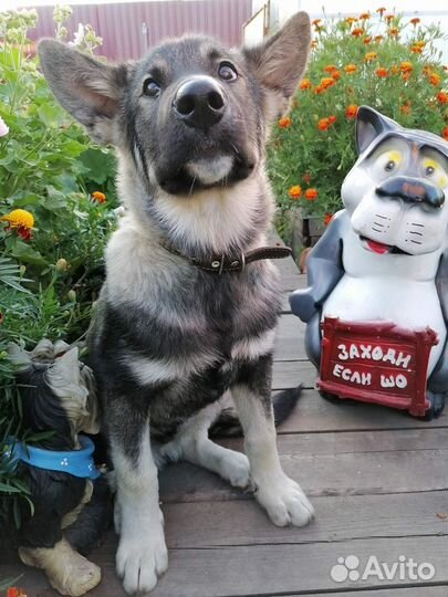 Киргизская овчарка щенок