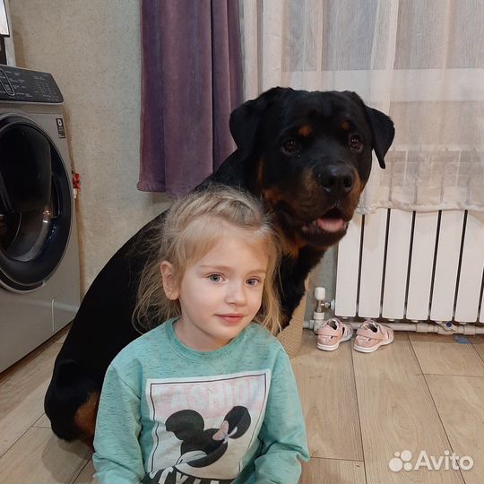 Вязка ротвейлера