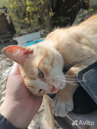 Котики бесплатно в добрые руки