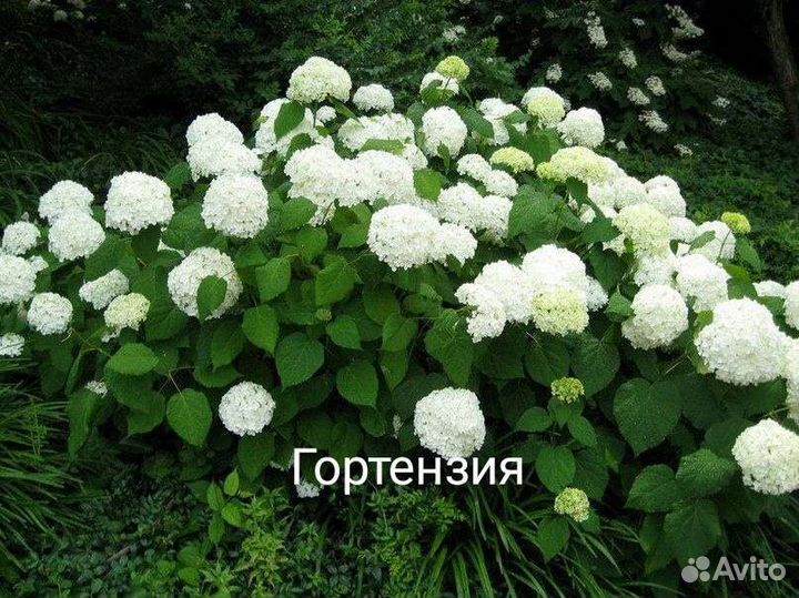 Цветущие кустарники.Возможен обмен