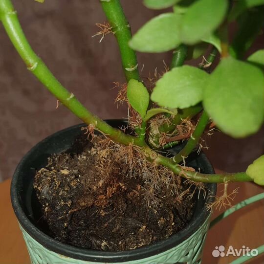 Суккулент Каланхоэ