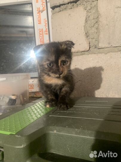 Отдам в добрые руки