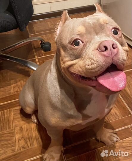 Американский булли покет вязка