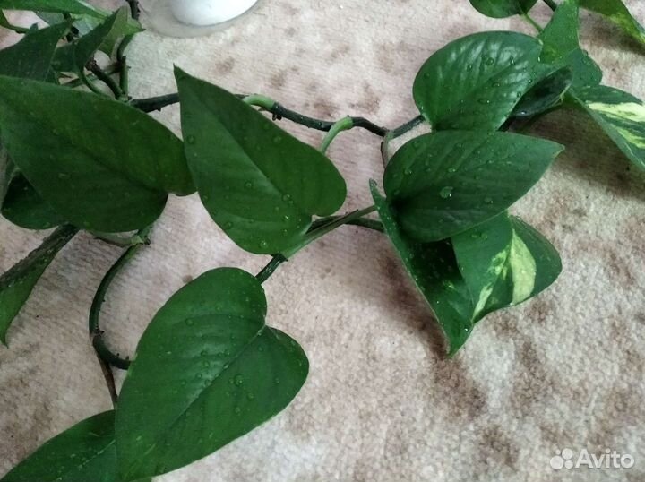 Сциндапсус