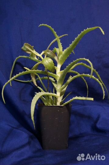 Алоэ лекарственное (3 года) И алоэ вера