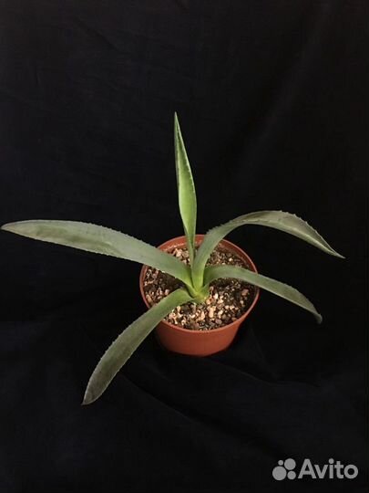 Кактусы и суккуленты/Комнатные растения