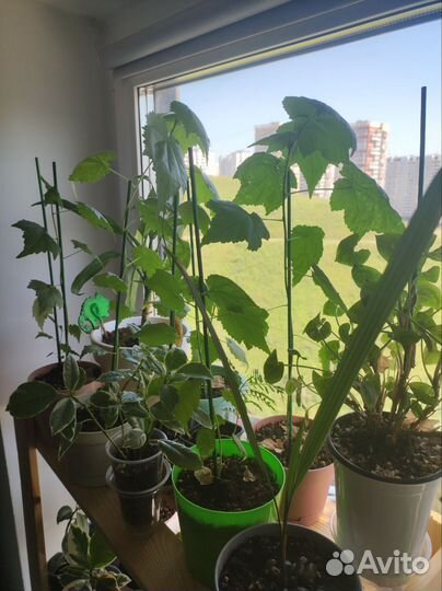 Абутилон, Бегония, алоказия полли