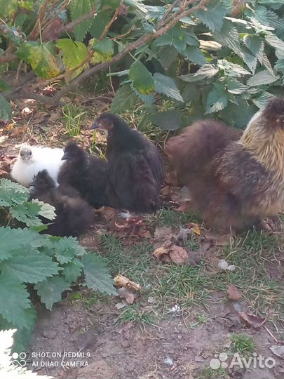 Китайские шелковые