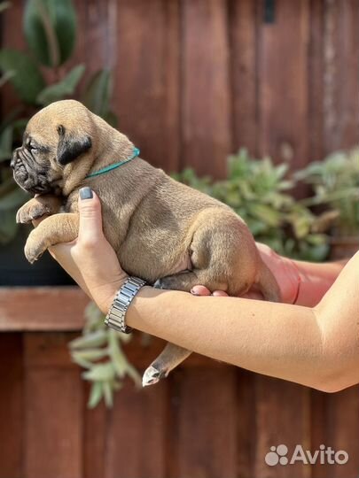 Бульмастиф