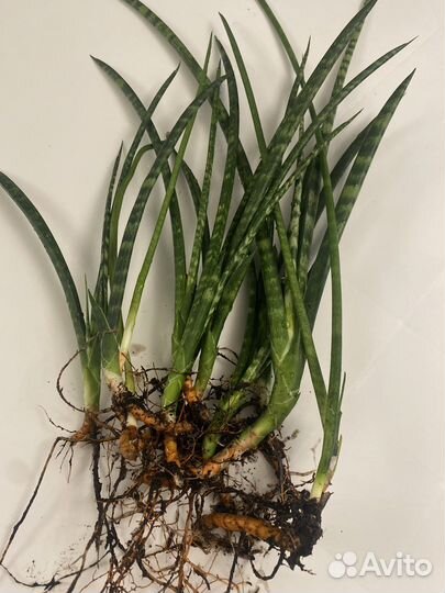 Сансевиерия цилиндрическая(цилиндрика )