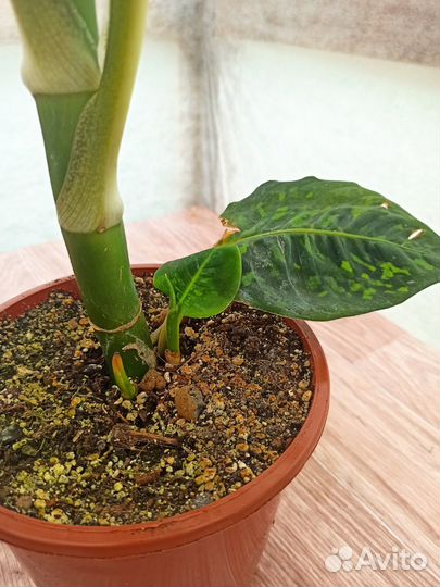 Диффенбахия Рефлектор