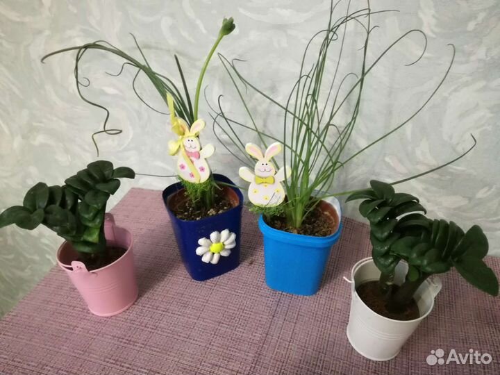 Замиокулькас Аглаонемы Кротон Алоказии Филодендрон