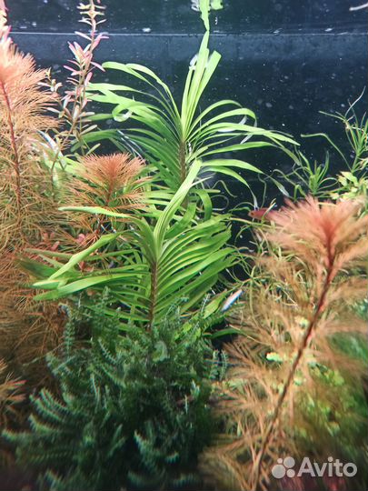 Аквариумные растения