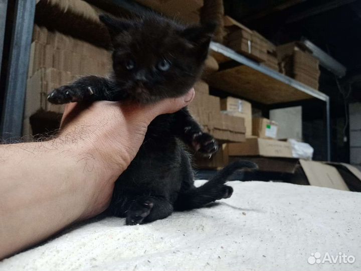Котенок в добрые руки