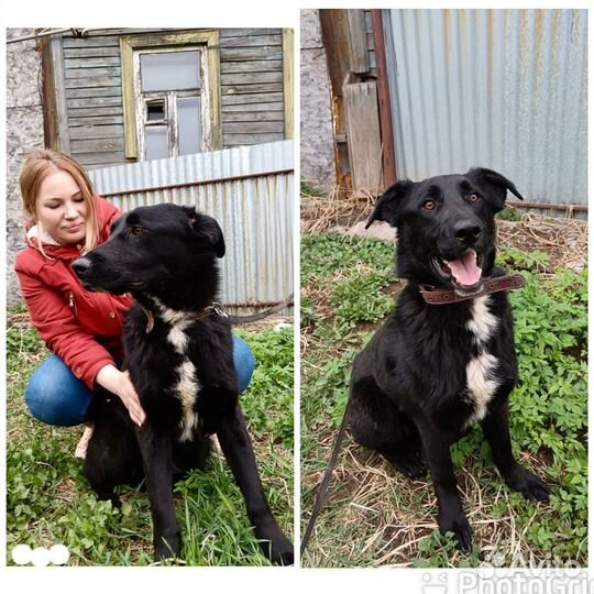 Мартин ищет дом