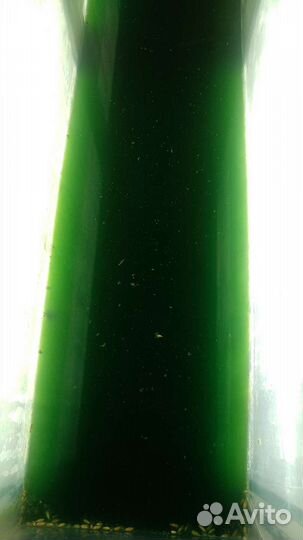 Хлорелла для пруда